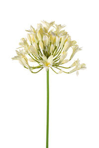 Agapanthus artificiale - 1 stelo - crema