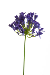 Agapanthus künstlich - 1 Stiel - Dunkelviolett