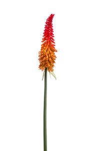 Kniphofia artificial - 1 tallo - naranja/rojo