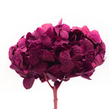 Hortensia stabilisé Kiara- 1 tête -  Magenta purple