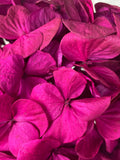 Hortensia stabilisé Kiara- 1 tête -  Magenta purple