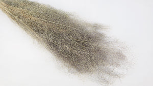 Agrostis nebulosa - 1 Bund - Naturfarbe